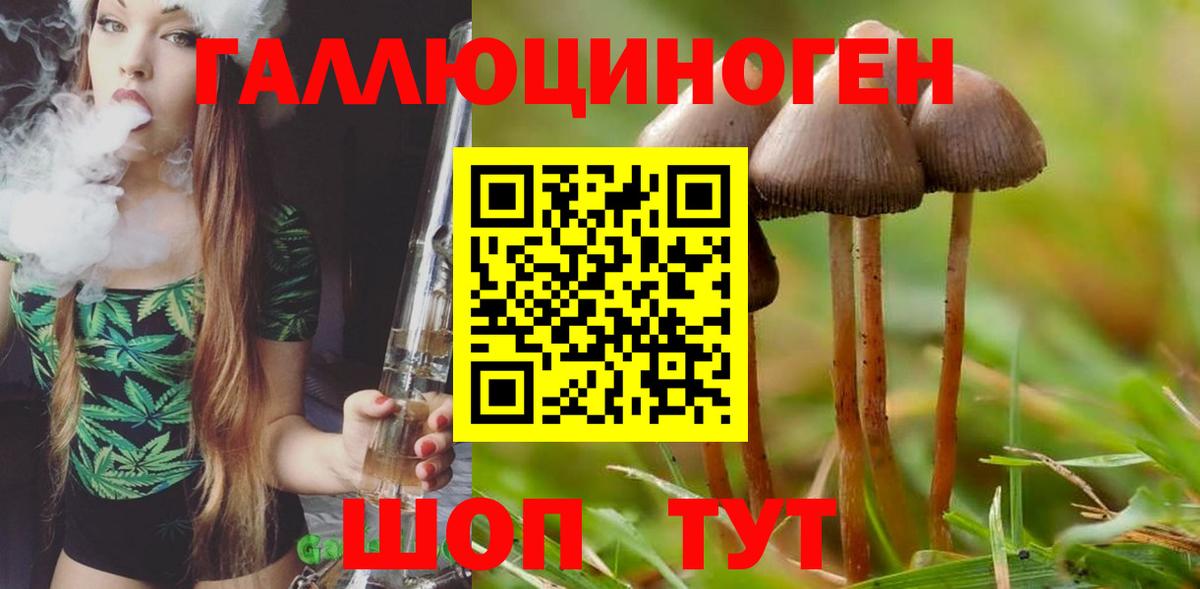 Калач-на-Дону  Галлюциногенные грибы мицелий  Вход с VPN  Псилоцибиновые грибы Psilocybe 